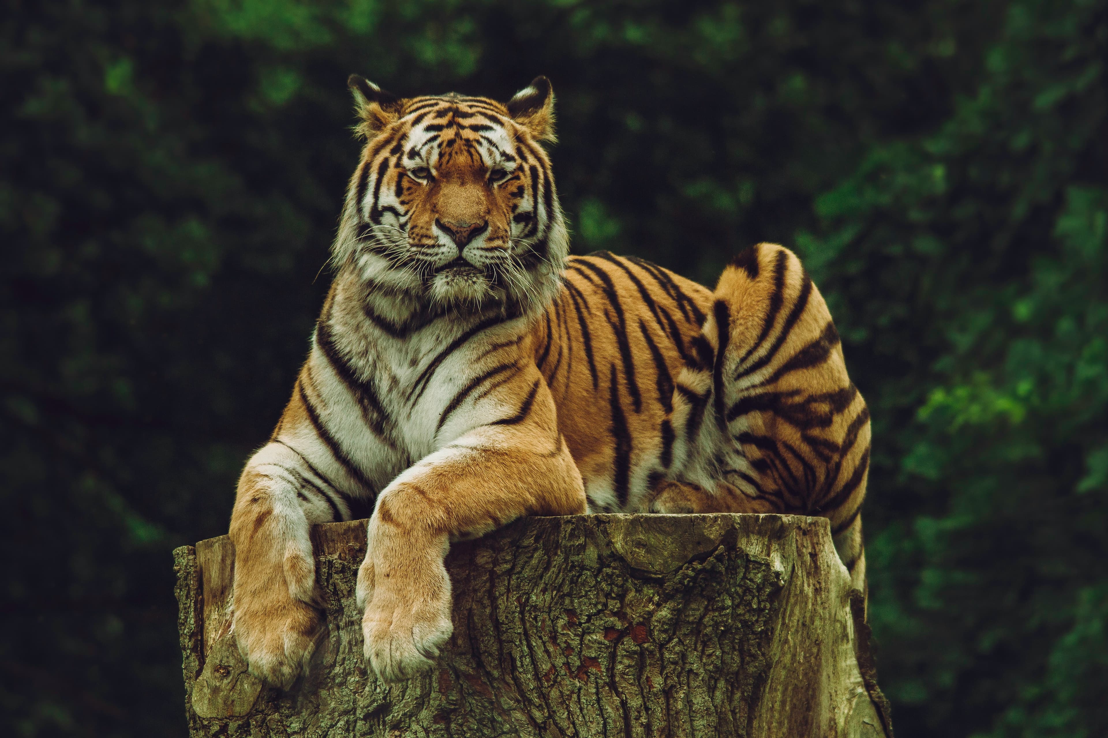 Bengal Tiger