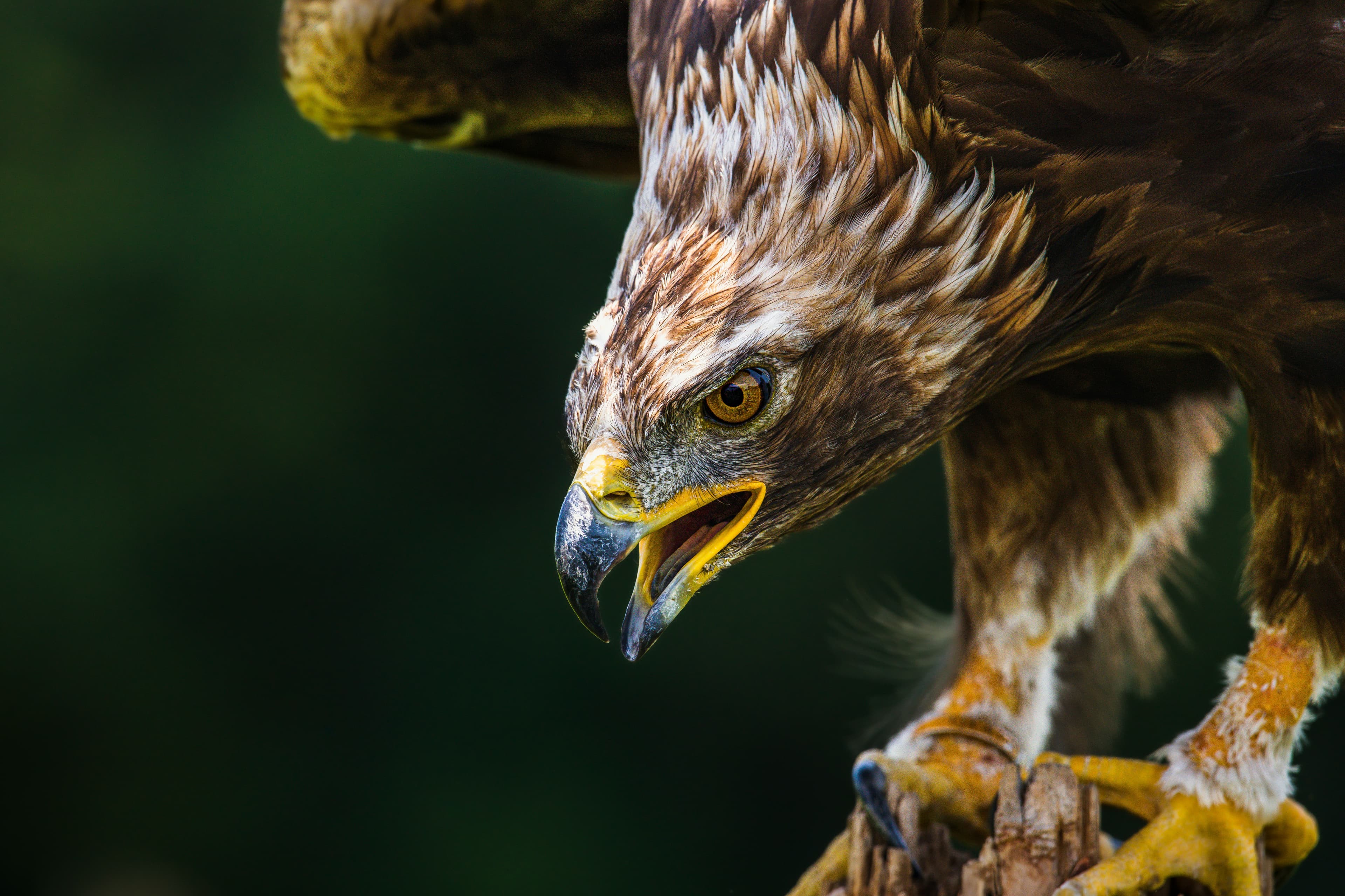 Golden Eagle