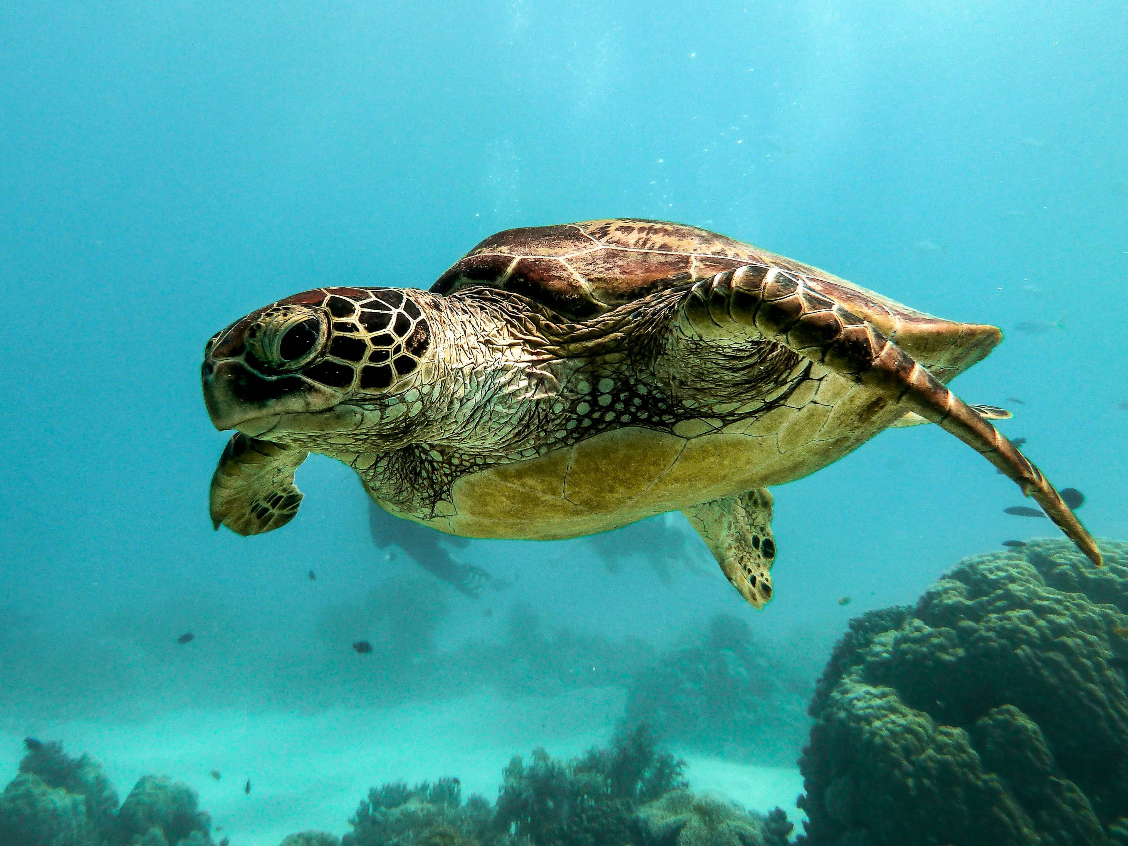 Sea Turtle